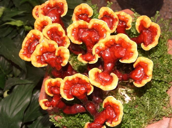 Lucid ganoderma tea Ling zhi slice 